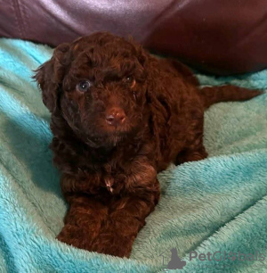 Zdjęcie №3. Piękne, zabawne labradoodle F1. Niemcy