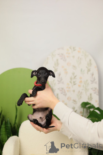 Zdjęcie №3. Pies charcik włoski. Białoruś