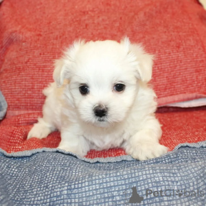 Zdjęcie №2 do zapowiedźy № 164000 na sprzedaż  maltańczyk - wkupić się Finlandia prywatne ogłoszenie, ze schronu