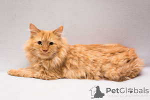 Zdjęcie №1.  - na sprzedaż w Rzeka Moskwa | Bezpłatny | Zapowiedź № 165231