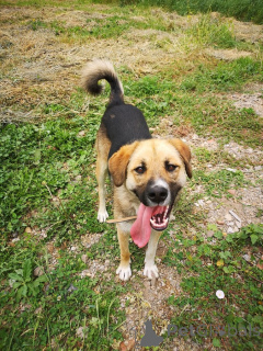 Zdjęcie №2 do zapowiedźy № 152541 na sprzedaż  pies nierasowy - wkupić się Federacja Rosyjska prywatne ogłoszenie