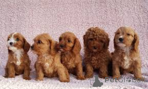 Zdjęcie №1. kawapu - na sprzedaż w Bruksela | 3348zł | Zapowiedź №162620