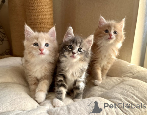 Zdjęcie №1. kot norweski leśny - na sprzedaż w Dikirh | 1674zł | Zapowiedź № 151487