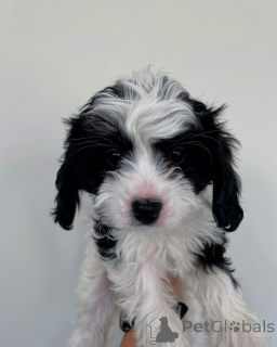 Zdjęcie №2 do zapowiedźy № 158450 na sprzedaż  cavalier king charles spaniel - wkupić się Luksemburg prywatne ogłoszenie