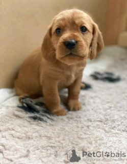 Zdjęcie №1. labrador retriever - na sprzedaż w Winterswijk | 1884zł | Zapowiedź №13824