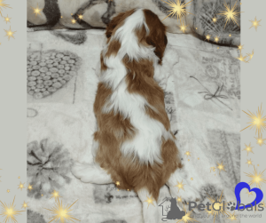 Dodatkowe zdjęcia: Obiecujący chłopiec Cavalier King Charles Spaniel