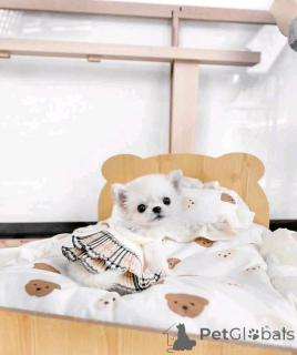 Zdjęcie №1. chihuahua (rasa psów) - na sprzedaż w Helsinki | 2631zł | Zapowiedź №159465