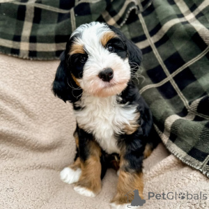 Zdjęcie №3. Łagodne oczy, delikatniejsze serce Millie wnosi miłość, spokój i przytulanie. Irlandia