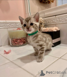 Zdjęcie №2 do zapowiedźy № 152623 na sprzedaż  kot bengalski - wkupić się Szwajcaria prywatne ogłoszenie