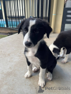 Zdjęcie №1. border collie - na sprzedaż w Park kwiatowy | Bezpłatny | Zapowiedź №163959