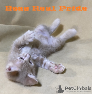 Zdjęcie №2 do zapowiedźy № 9259 na sprzedaż  kurelski bobtail - wkupić się Ukraina od żłobka