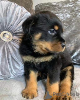 Zdjęcie №4. Sprzedam rottweiler w Berga. prywatne ogłoszenie - cena - 2583zł