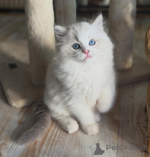 Zdjęcie №3. Piękne niebieskookie kocięta Ragdoll gotowe na swoje stałe domy. Niemcy