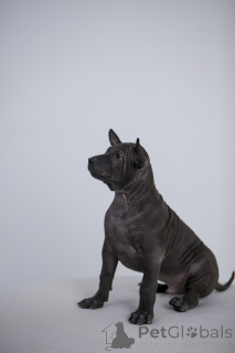 Zdjęcie №4. Sprzedam thai ridgeback w Surgut. hodowca - cena - 2578zł