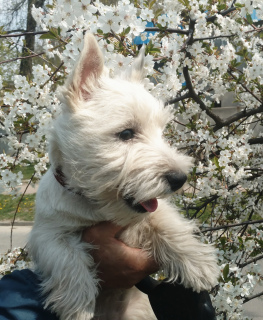 Zdjęcie №4. Sprzedam west highland white terrier w Dnipro. od żłobka - cena - 3346zł