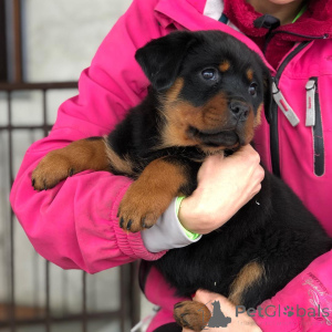 Zdjęcie №2 do zapowiedźy № 168088 na sprzedaż  rottweiler - wkupić się Austria prywatne ogłoszenie