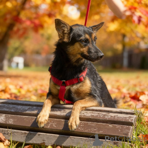 Zdjęcie №4. Sprzedam pies nierasowy w Rzeka Moskwa. prywatne ogłoszenie - cena - Bezpłatny