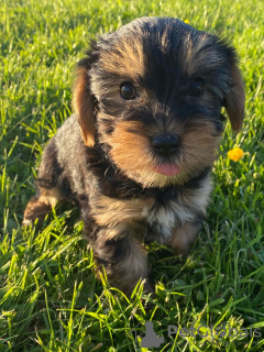 Dodatkowe zdjęcia: Szczeniak Yorkshire Terrier Filiżanka do bezpłatnej adopcji