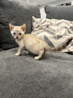 Zdjęcie №2 do zapowiedźy № 152746 na sprzedaż  kot bengalski - wkupić się Szwajcaria prywatne ogłoszenie