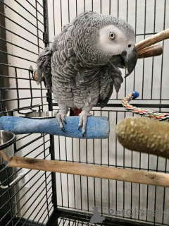 Zdjęcie №2 do zapowiedźy № 161305 na sprzedaż   - wkupić się USA 