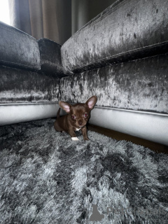 Zdjęcie №3. Wunderschöne, Beim KC Registerte Chihuahuas. Niemcy