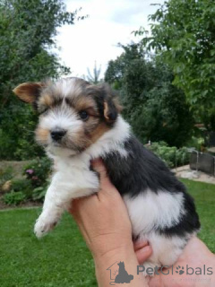 Zdjęcie №1. yorkshire terrier biewer - na sprzedaż w Bielefeld | negocjowane | Zapowiedź №140368