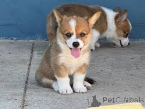 Zdjęcie №1. welsh corgi - na sprzedaż w Berlin | negocjowane | Zapowiedź №136781