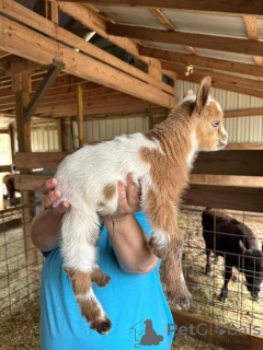 Zdjęcie №2 do zapowiedźy № 161735 na sprzedaż   - wkupić się Niemcy 