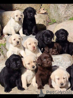 Zdjęcie №1. labrador retriever - na sprzedaż w Venlo | negocjowane | Zapowiedź №168393