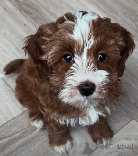Zdjęcie №2 do zapowiedźy № 173325 na sprzedaż  labradoodle - wkupić się Polska prywatne ogłoszenie
