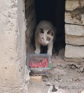 Zdjęcie №4. Sprzedam  w Vladimir.  - cena - Bezpłatny