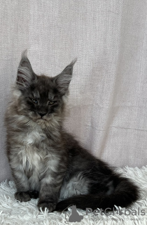 Zdjęcie №3. georgeous maine coon kitties. Polska