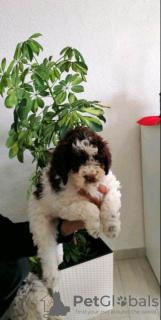 Zdjęcie №3. Szczenięta Lagotto Romagnolo. Serbia