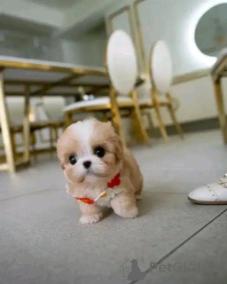 Zdjęcie №1. cavalier king charles spaniel - na sprzedaż w Berlin | negocjowane | Zapowiedź №167503