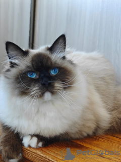 Zdjęcie №3. Luksusowy kot. Federacja Rosyjska