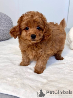 Zdjęcie №2 do zapowiedźy № 166908 na sprzedaż  maltipu - wkupić się Austria 