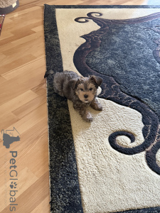 Zdjęcie №3. Yorkshire Terrier Puppy Mini Baby Face. Gruzja