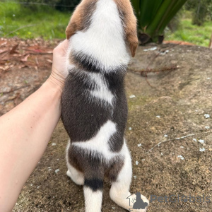 Zdjęcie №3. Piękne szczenięta Beagle. Niemcy