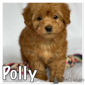 Zdjęcie №3. Hawańskie szczenięta.. Dania