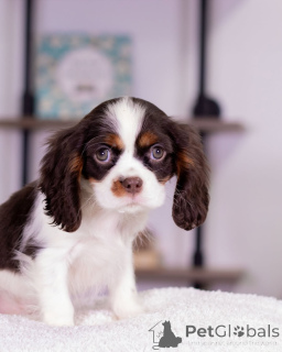 Zdjęcie №1. cavalier king charles spaniel - na sprzedaż w Varmaland | negocjowane | Zapowiedź №160716