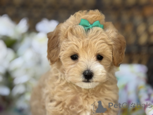 Zdjęcie №1. maltipu - na sprzedaż w Berlin | 4305zł | Zapowiedź №149584