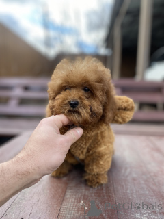 Zdjęcie №1. maltipu - na sprzedaż w Kijów | negocjowane | Zapowiedź №165780