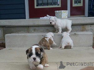 Zdjęcie №1. buldog angielski - na sprzedaż w Bruksela | 1159zł | Zapowiedź №165737