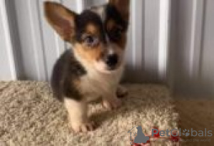 Zdjęcie №2 do zapowiedźy № 126988 na sprzedaż  welsh corgi - wkupić się Niemcy prywatne ogłoszenie