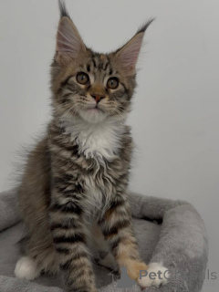 Zdjęcie №1. maine coon - na sprzedaż w Zurych | negocjowane | Zapowiedź № 169406