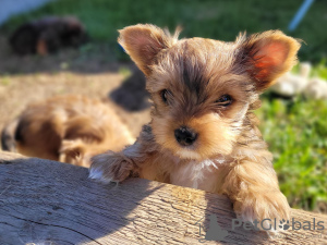 Zdjęcie №4. Sprzedam yorkshire terrier biewer w Miechów. hodowca - cena - negocjowane