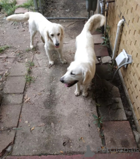 Zdjęcie №2 do zapowiedźy № 138807 na sprzedaż  pies nierasowy - wkupić się Wielka Brytania hodowca