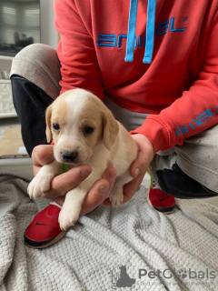 Zdjęcie №1. beagle (rasa psa) - na sprzedaż w Калифорния Сити | 1386zł | Zapowiedź №64317