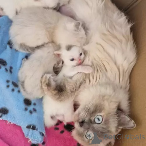 Zdjęcie №1. ragdoll - na sprzedaż w Berlin | 1818zł | Zapowiedź № 167243