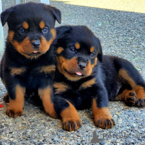 Zdjęcie №1. rottweiler - na sprzedaż w GRUCZOŁ | 1435zł | Zapowiedź №162596